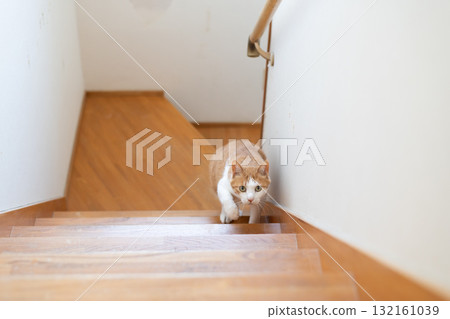 Cat climbing the stairs Brown tiger white Cat climbing the stairs Brown tiger white 132161039