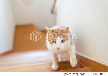 貓爬樓梯棕色老虎白色 132161043