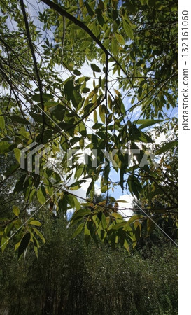 Sun-Dappled Canopy A Serene View Upwards Through Lush Green Foliage, Summer Breeze Sun-Dappled Canopy A Serene View Upwards Through Lush Green Foliage, Summer Breeze 132161060