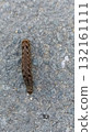 Camouflaged Caterpillar Crawling on Asphalt Road Surface, Close-Up View, Nature Concept 132161111