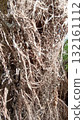 Tangled Aerial Roots of a Banyan Tree Creating a Natural Abstract Texture, Background 132161112