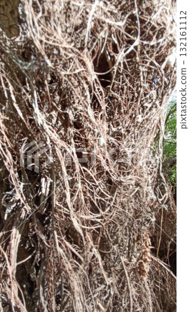 Tangled Aerial Roots of a Banyan Tree Creating a Natural Abstract Texture, Background Tangled Aerial Roots of a Banyan Tree Creating a Natural Abstract Texture, Background 132161112