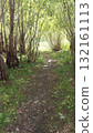 Tranquil Forest Trail A Scenic Pathway Through Lush Greenery, Perfect for Nature Lovers 132161113