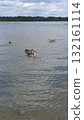 Peaceful Lakeside Scene with Ducks Swimming on a Cloudy Day. Natural Wildlife. 132161114