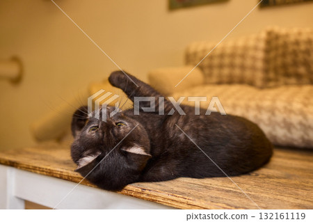 A Cute Black Cat Relaxing on a Wooden Surface, Looking Curious with Graceful Whiskers A Cute Black Cat Relaxing on a Wooden Surface, Looking Curious with Graceful Whiskers 132161119