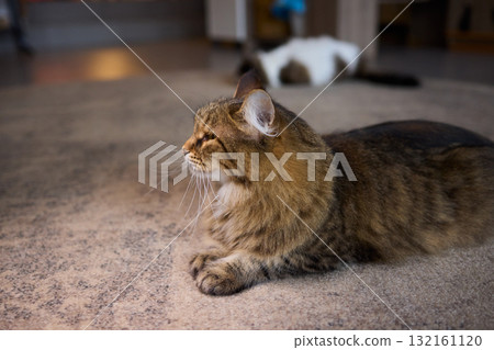 A Cute Cat lounging comfortably in a Bright and inviting Living Room filled with light A Cute Cat lounging comfortably in a Bright and inviting Living Room filled with light 132161120