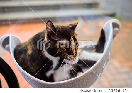 A Playful Cat is Enjoying a Nap in a Comfortable and Cozy Hammock That Swings Gently A Playful Cat is Enjoying a Nap in a Comfortable and Cozy Hammock That Swings Gently 132161134