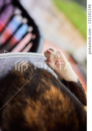 A Heartwarming Pet Bonding Moment The Beautiful Connection of Hand and Paw Together A Heartwarming Pet Bonding Moment The Beautiful Connection of Hand and Paw Together 132161146