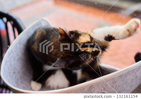 A Playful Cat is Enjoying a Nap in a Comfortable and Cozy Hammock That Swings Gently A Playful Cat is Enjoying a Nap in a Comfortable and Cozy Hammock That Swings Gently 132161154