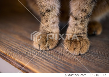 A Heartwarming Pet Bonding Moment The Beautiful Connection of Hand and Paw Together A Heartwarming Pet Bonding Moment The Beautiful Connection of Hand and Paw Together 132161164