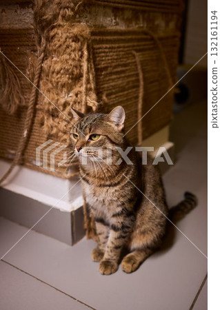 Felidae scratching wood wall, carnivore pet supply with whiskers and snout 132161194