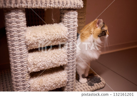 The calm cat is nestled in its cozy bed, enjoying restfulness and showing its beauty The calm cat is nestled in its cozy bed, enjoying restfulness and showing its beauty 132161201