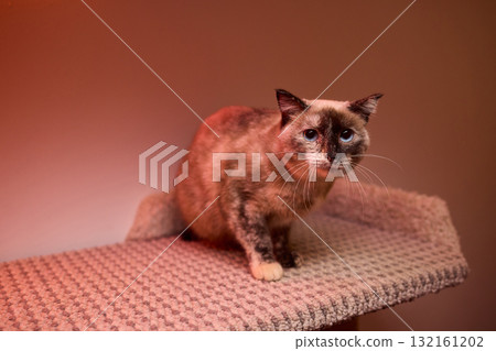 The calm cat is nestled in its cozy bed, enjoying restfulness and showing its beauty The calm cat is nestled in its cozy bed, enjoying restfulness and showing its beauty 132161202