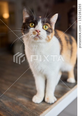 A Cute Cat lounging comfortably in a Bright and inviting Living Room filled with light A Cute Cat lounging comfortably in a Bright and inviting Living Room filled with light 132161203