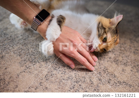 A Heartwarming Pet Bonding Moment The Beautiful Connection of Hand and Paw Together 132161221