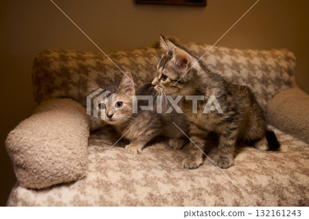 The calm cat is nestled in its cozy bed, enjoying restfulness and showing its beauty 132161243