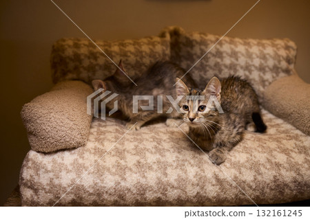 The calm cat is nestled in its cozy bed, enjoying restfulness and showing its beauty 132161245