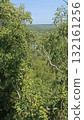 Lush Green Forest Vista A Serene Landscape of Nature s Beauty and Untouched Wilderness 132161256