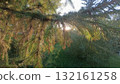 Sunlight Glimmering Through Spruce Branches A Nature Scene of Greenery, Foliage and Sun. 132161258