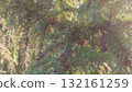 Close-up of a Lush Green Spruce Tree Branch in Natural Sunlight, Evergreen Beauty 132161259