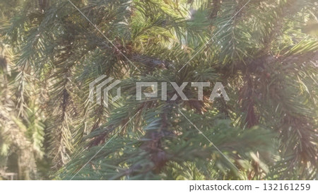 Close-up of a Lush Green Spruce Tree Branch in Natural Sunlight, Evergreen Beauty Close-up of a Lush Green Spruce Tree Branch in Natural Sunlight, Evergreen Beauty 132161259