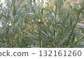 Sunlit Foliage Captivating Green Leaves and Sunlight Creating a Natural and Serene Ambience. 132161260