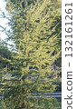 Majestic Evergreen Tree with Lush Green Foliage in Natural Outdoor Setting, a Serene Forest Scene 132161261