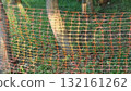 Protective Grid Fence Around Trees in a Green Field, Enhancing Safety and Visual Appeal. 65 132161262