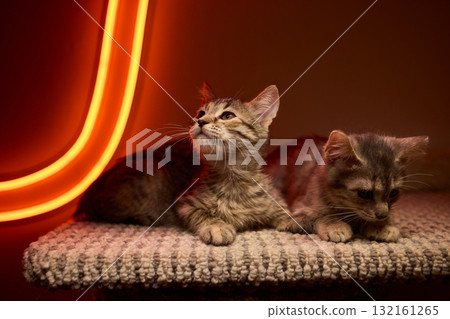 The calm cat is nestled in its cozy bed, enjoying restfulness and showing its beauty The calm cat is nestled in its cozy bed, enjoying restfulness and showing its beauty 132161265