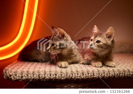 The calm cat is nestled in its cozy bed, enjoying restfulness and showing its beauty The calm cat is nestled in its cozy bed, enjoying restfulness and showing its beauty 132161266