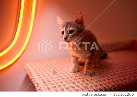 The calm cat is nestled in its cozy bed, enjoying restfulness and showing its beauty 132161269