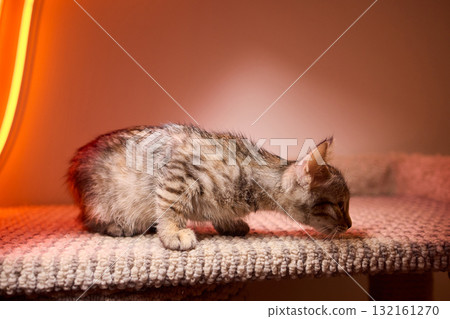 The calm cat is nestled in its cozy bed, enjoying restfulness and showing its beauty 132161270