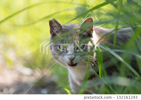 在灌木的流浪貓 在灌木的流浪貓 132161293