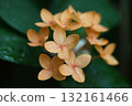 桑丹卡花和雨滴 132161466