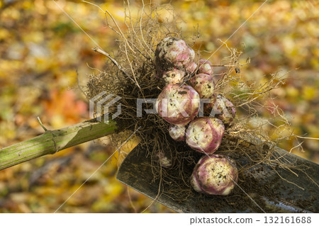 Harvested Purple Jerusalem artichokes Cluster Resting On A Garden Hoe In Autumn Light Harvested Purple Jerusalem artichokes Cluster Resting On A Garden Hoe In Autumn Light 132161688