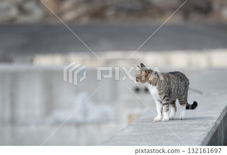 沿著堤壩走的貓 沿著堤壩走的貓 132161697