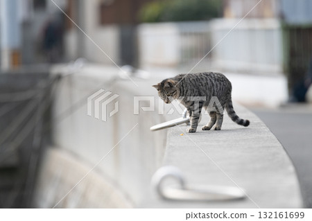 沿著堤壩走的貓 沿著堤壩走的貓 132161699