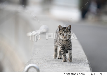 沿著堤壩走的貓 132161700