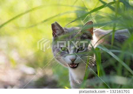 在灌木的流浪貓 在灌木的流浪貓 132161701