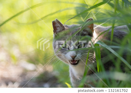Stray cat in the bush 132161702