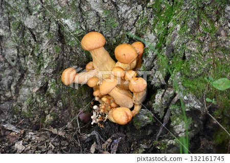 Owow Reitake 132161745