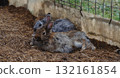 A charming, horizontal close-up shot of two small, fluffy rabbits resting together in an outdoor hutch or pen on a farm. 132161854