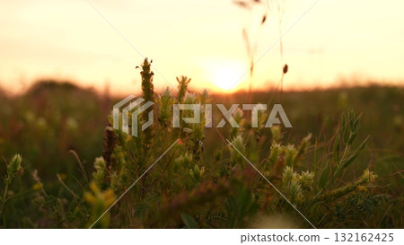 Sunset over blooming meadow, Golden hour in nature, Peaceful wildflowers at dusk, Sunrise field with dewy flowers, Wild meadow bathed in evening light, Tranquil rural landscape at sunset, Soft Sunset over blooming meadow, Golden hour in nature, Peaceful wildflowers at dusk, Sunrise field with dewy flowers, Wild meadow bathed in evening light, Tranquil rural landscape at sunset, Soft 132162425