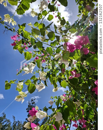 Pink and white bougainvillea flowers in sunlight Pink and white bougainvillea flowers in sunlight 132162507
