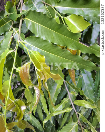 Tropical green leaves with wavy edges background Tropical green leaves with wavy edges background 132162587