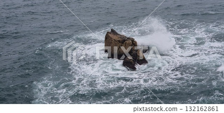 sea lion on the beach 132162861