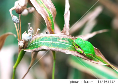 Job's tears and tree frogs Job's tears and tree frogs 132163152