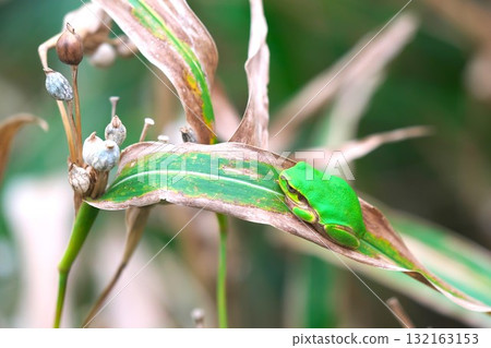 Job's tears and tree frogs Job's tears and tree frogs 132163153