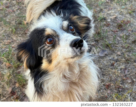 Fluffy cute dog looking at camera 132163227