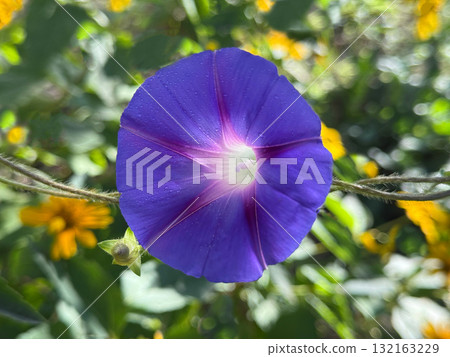 Ipomoea purpurea purple morning glory 132163229